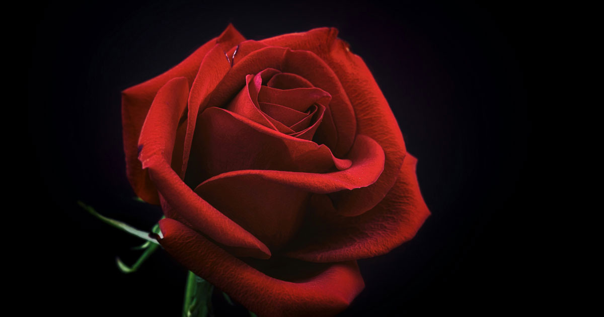 cách cắm hoa hồng tươi lâu