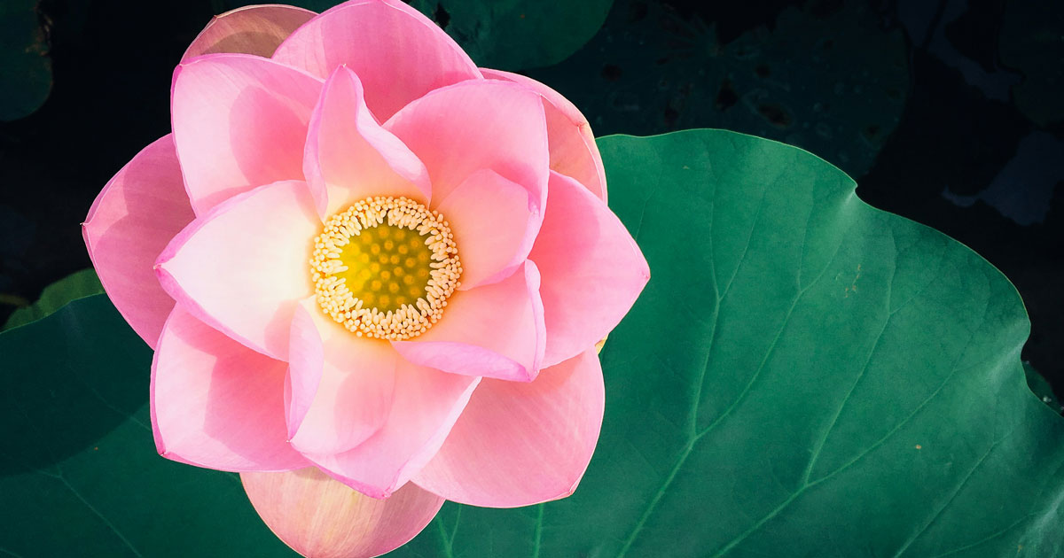 cách cắm hoa sen tươi lâu