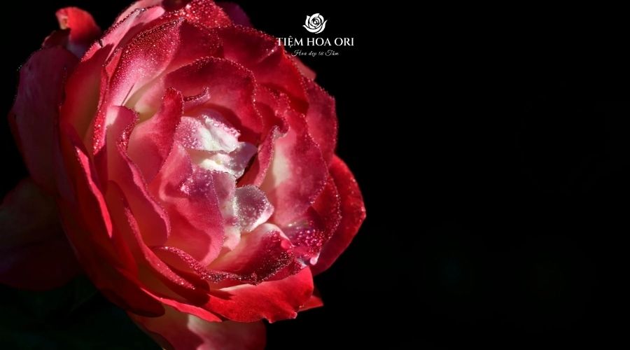 cách chăm sóc hoa hồng red fairy