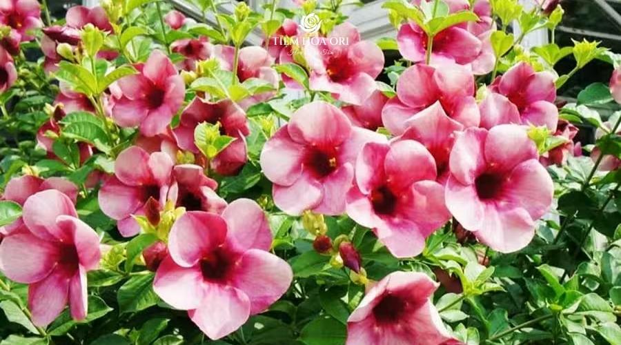 Ý nghĩa hoa hồng Anh