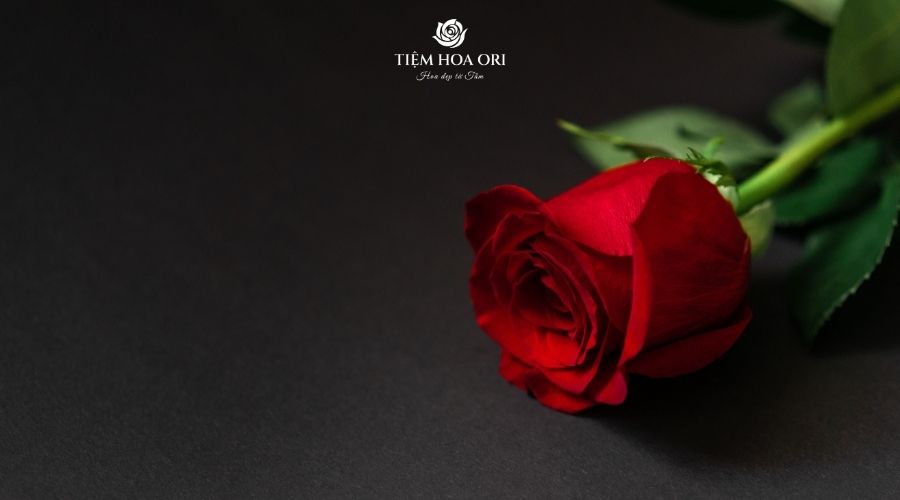 ý nghĩa hoa hồng có thể bạn chưa biết